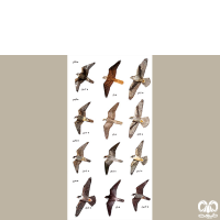 راسته شاهین سانان Falconiformes